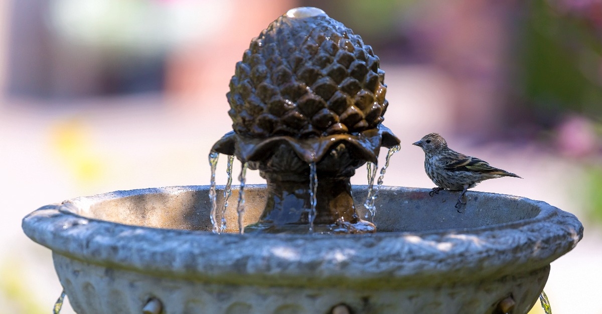 pine siskin bird perched on water fountain in garden