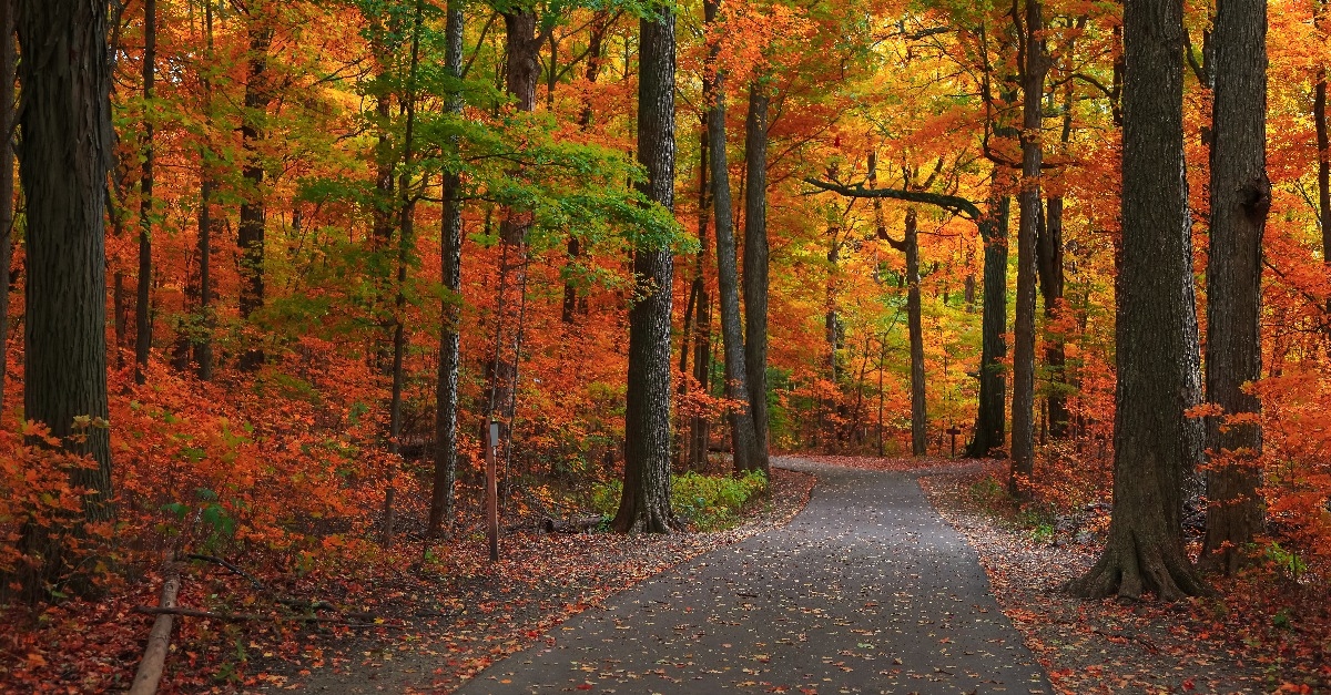 bright autumn trees by scenic walking trail in Michigan state park