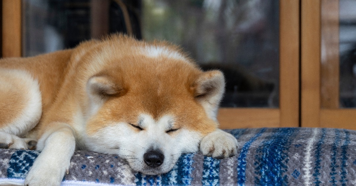 Akita