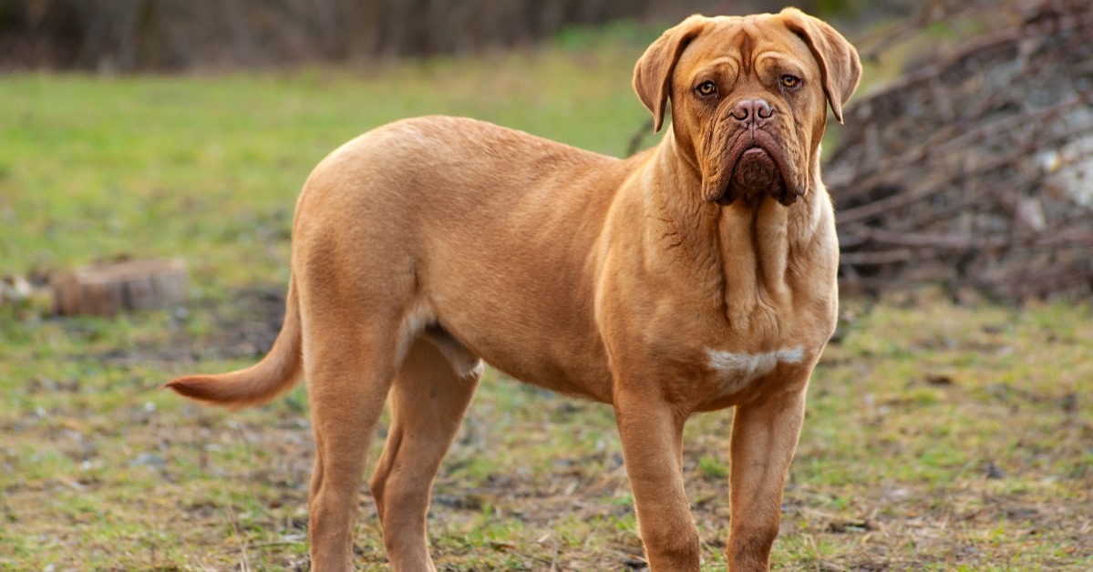 Bordeaux Dog
