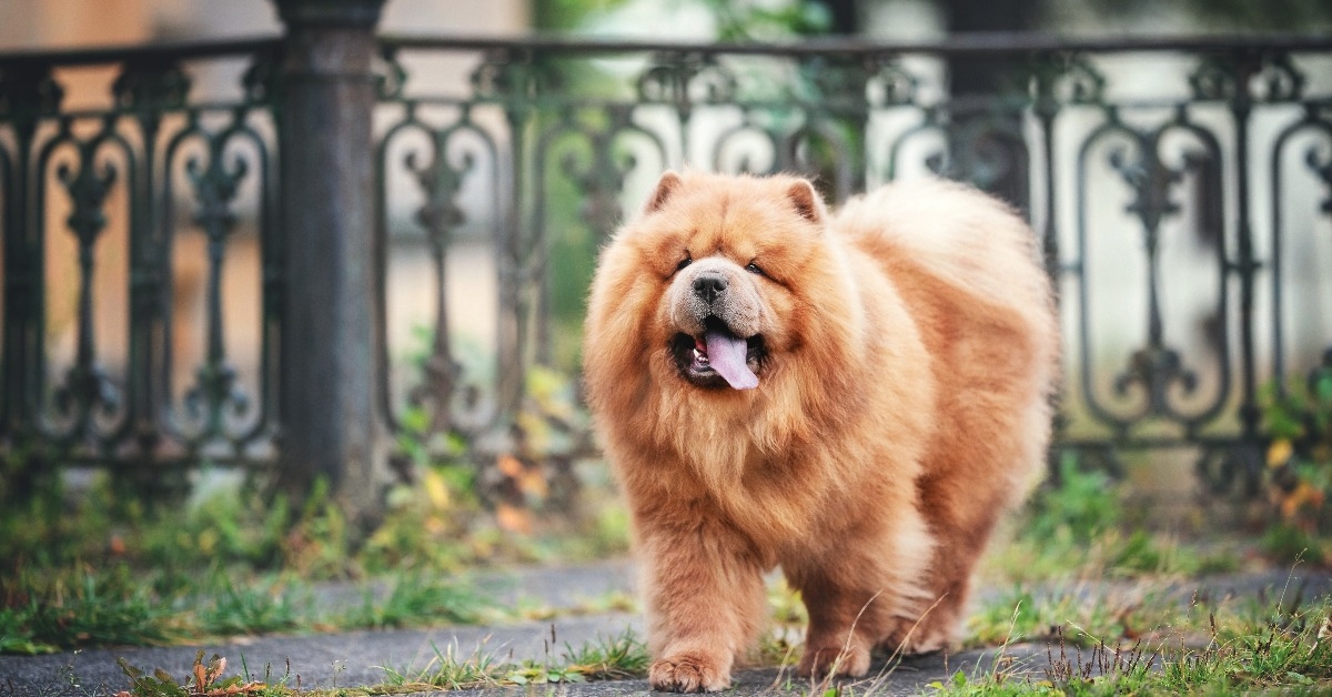 red chow-chow dog portrait autumn falls