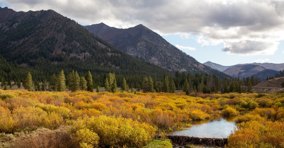 Beaver dam in Sun Valley Idaho  