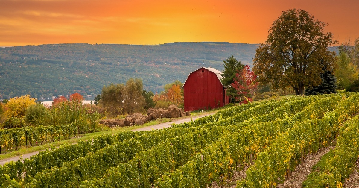 vineyard and red barn at a winery in the finger Lakes region of upper New York