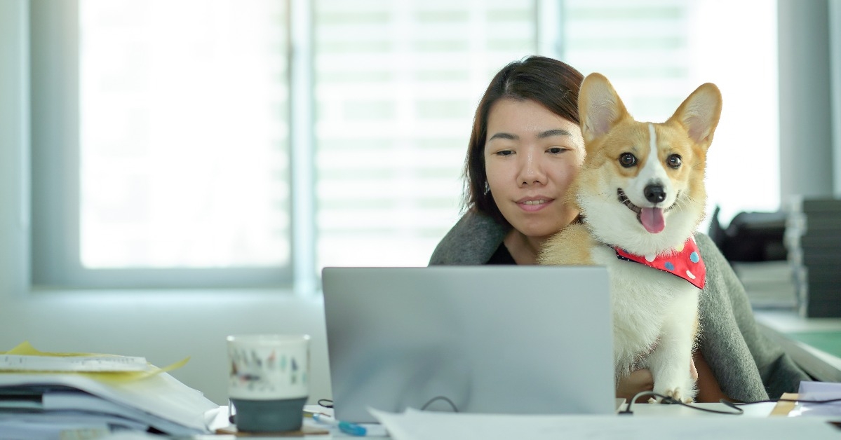 businesswoman working in home office with corgi dog 