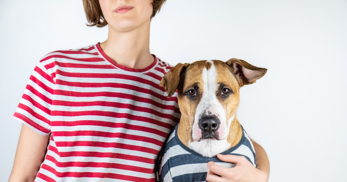  Staffordshire terrier and human dressed in same t-shirts 