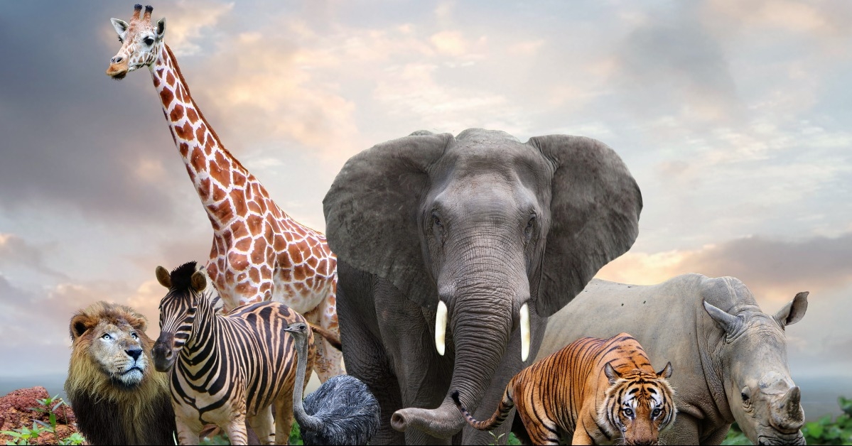 group of wildlife animals in the jungle together