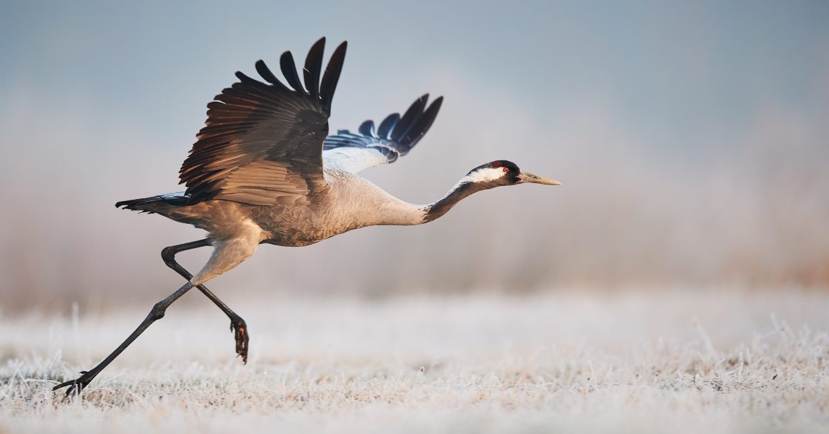 Crane bird flying