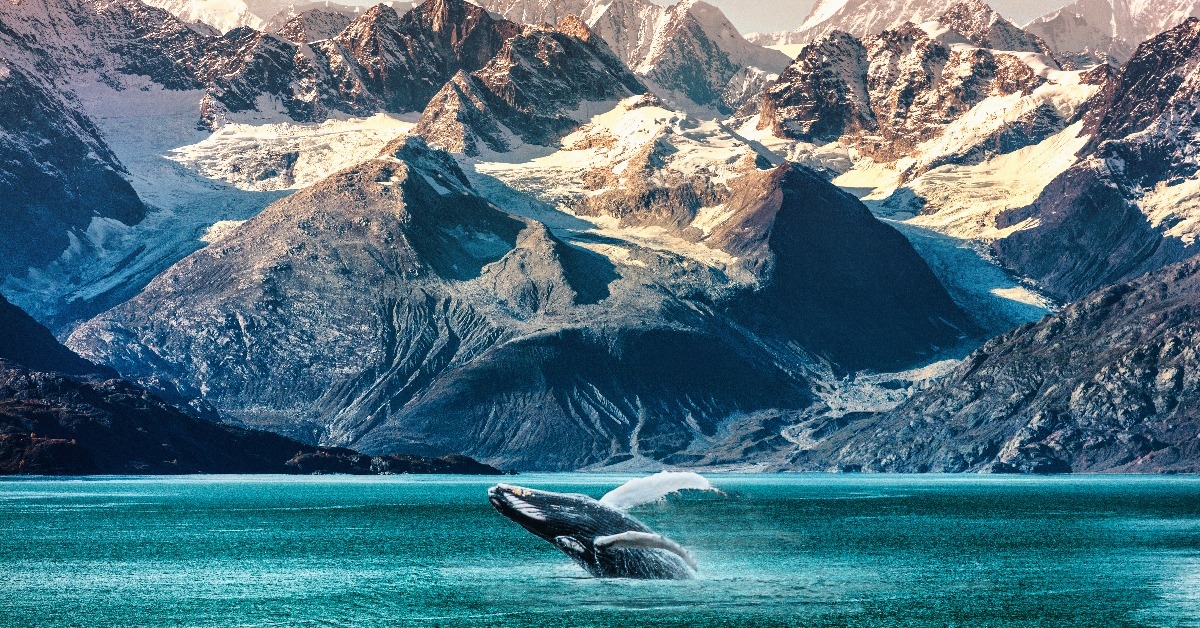 Alaska whale watching boat excursion