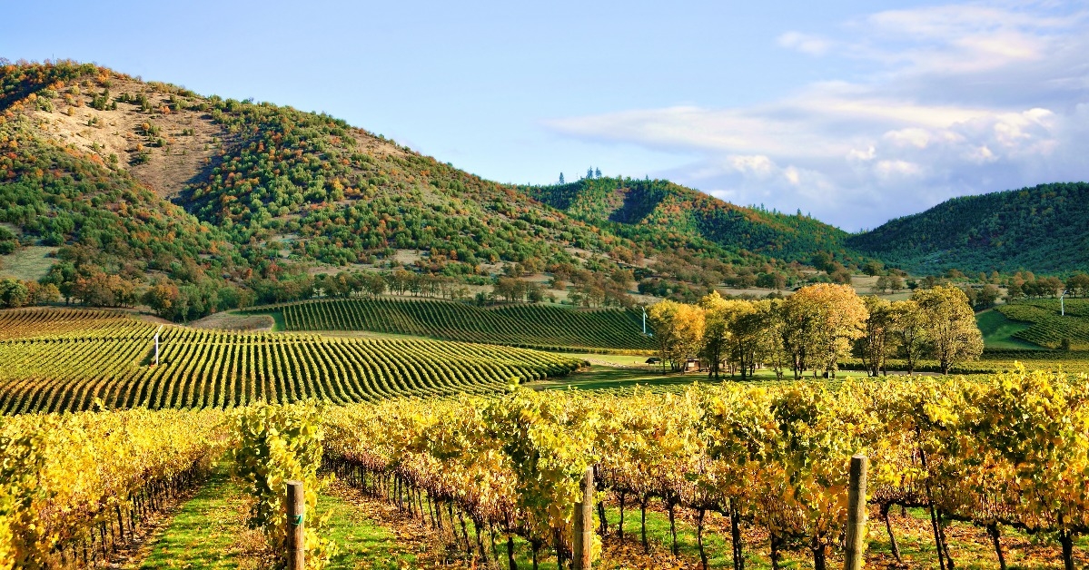 autumn vineyard - rows of grapevines in fall