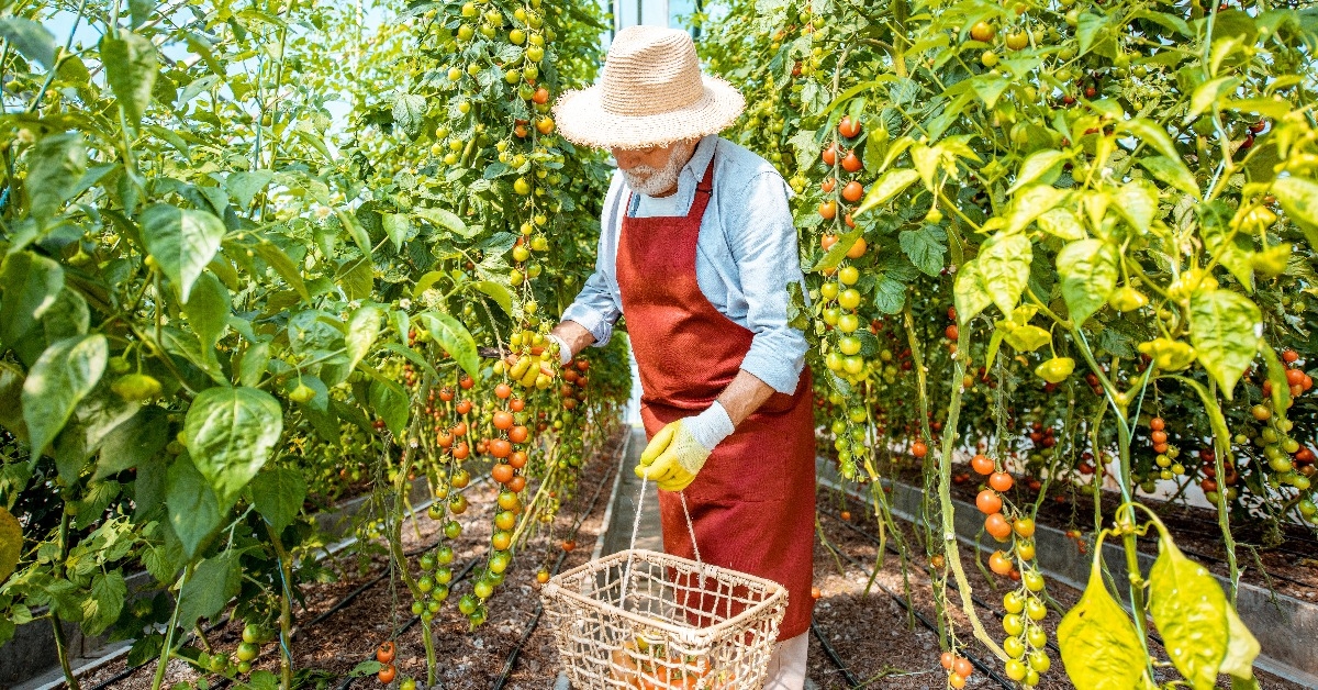 senior man collecting tomato harvest in the hothouse