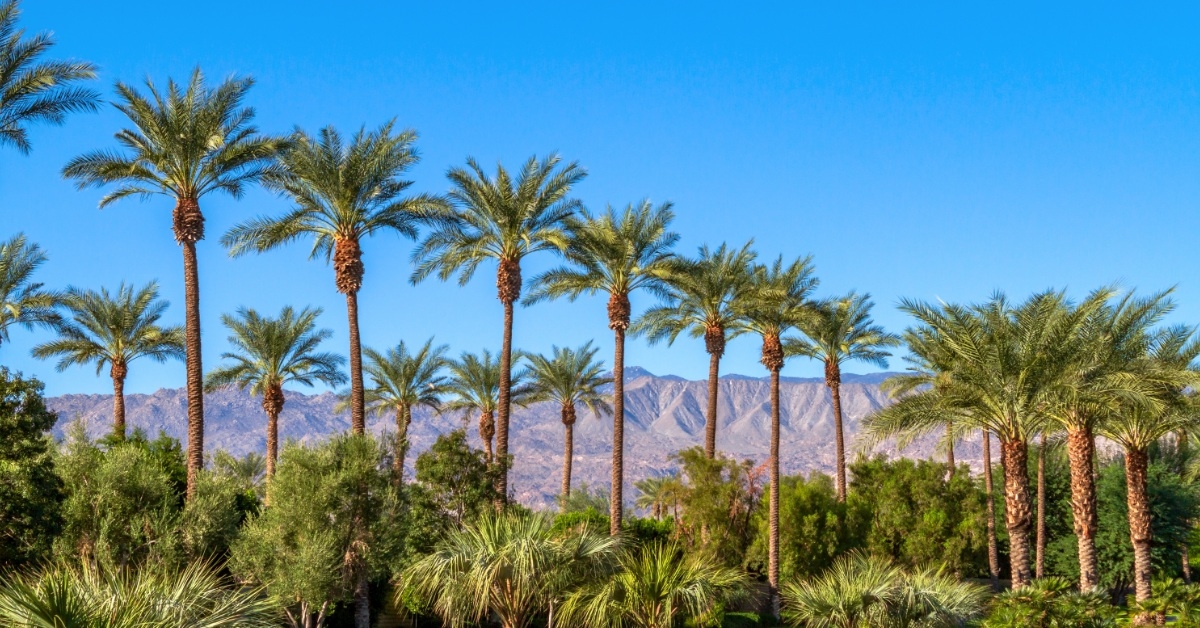 shot of huge palm trees in coachella valley california