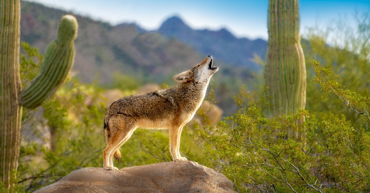 howling Coyote standing on rock with Saguaro Cacti