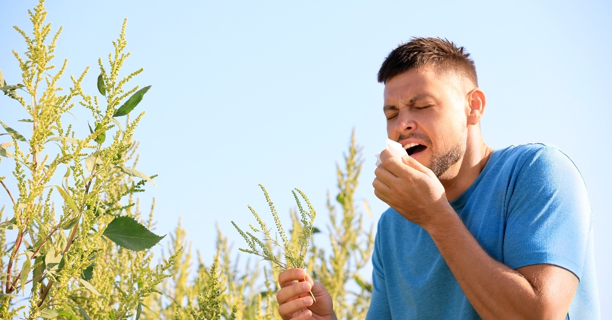 man with ragweed branch suffering from allergy