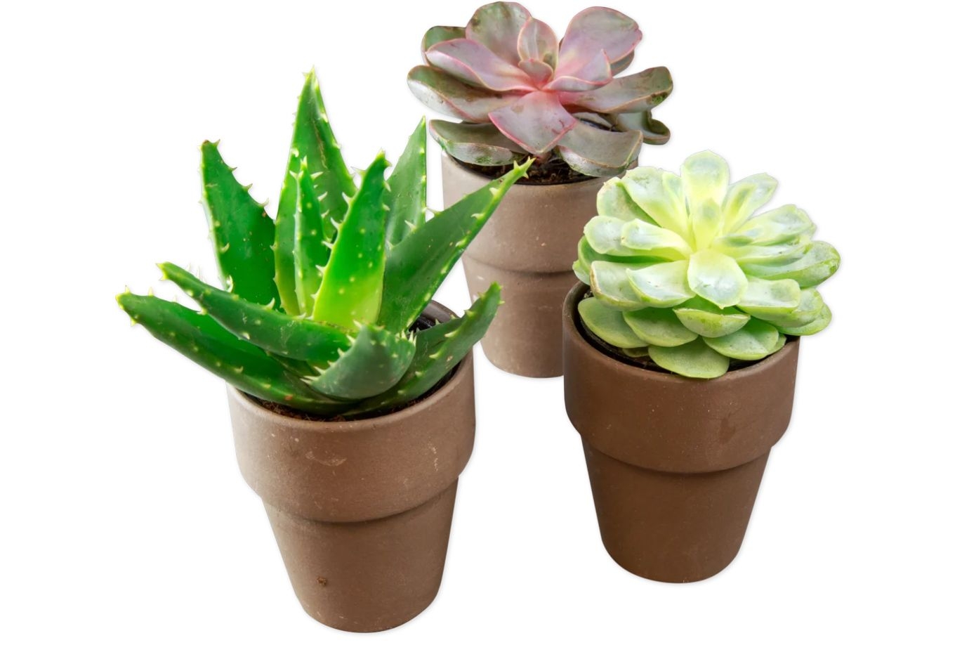 Mini Assorted Succulents