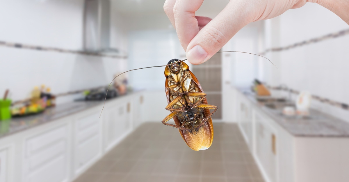 holding cockroach in kitchen