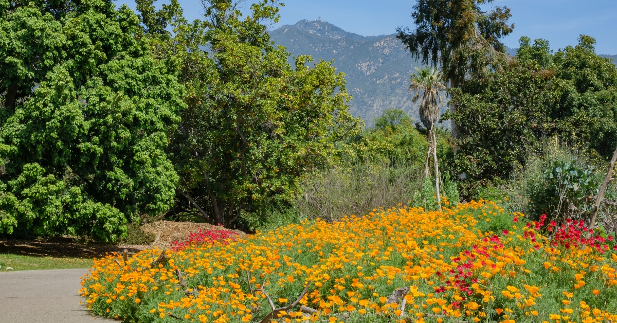 Orange California poppy flower blossom