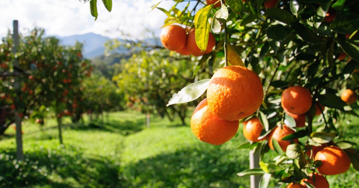 orange tree