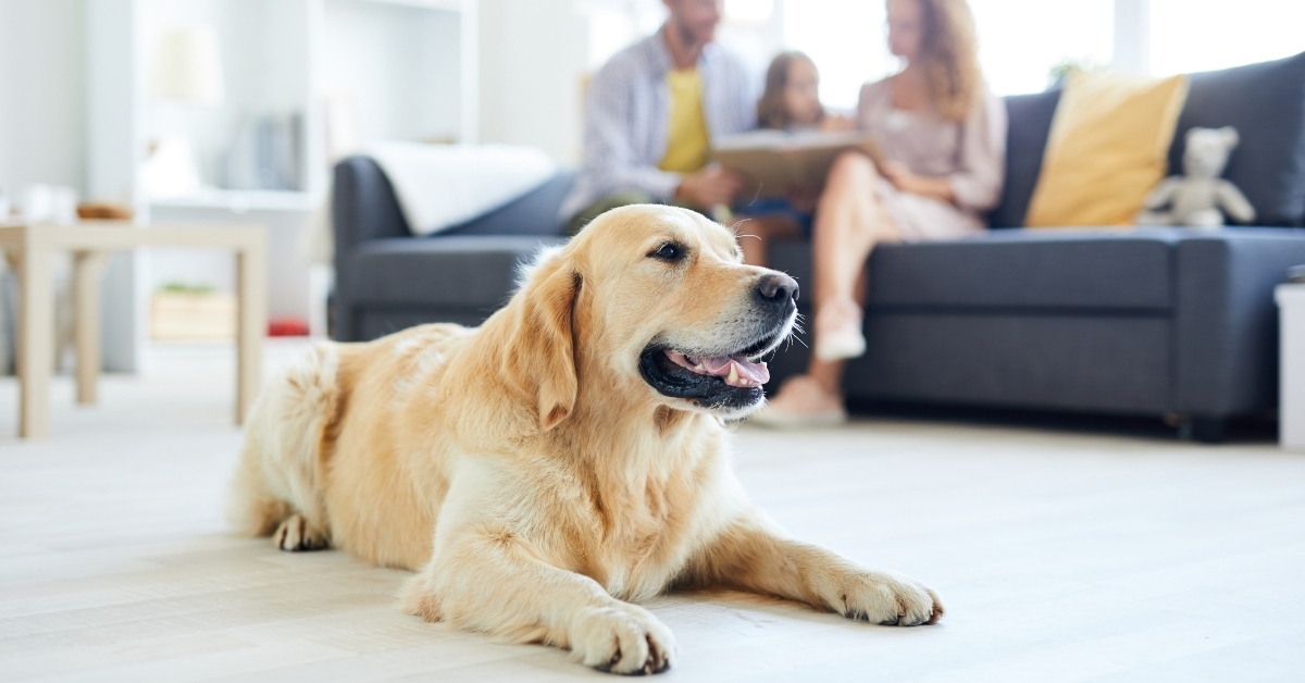 home pet lying on the floor of living-room