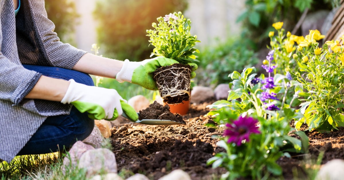 female gardener wearing gloves planting flowers in garden 