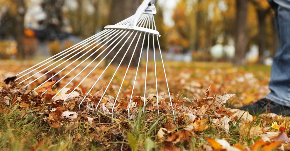 person raking dry leaves outdoors on autumn day