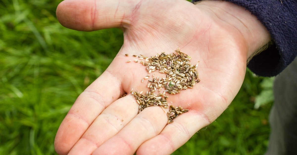 A person holding wildflower seeds
