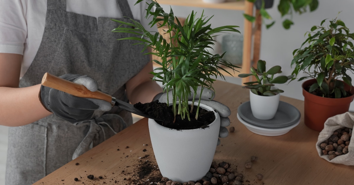 Woman planting beautiful houseplant at table indoors