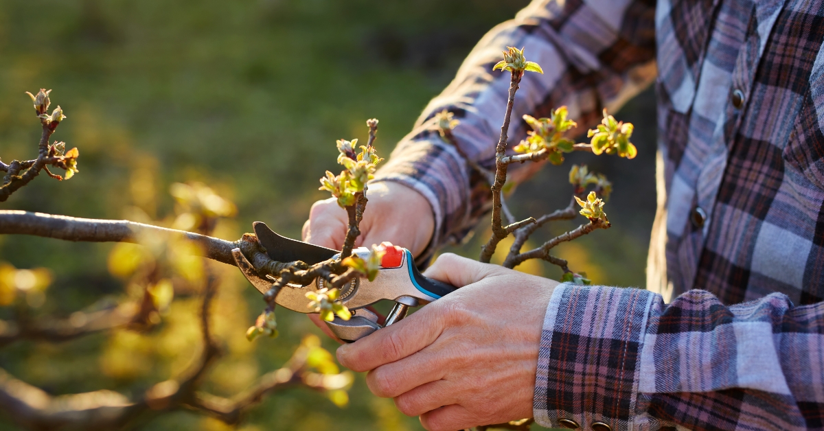 male gardener pruning a fruit tree