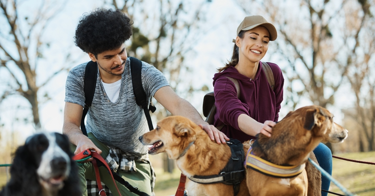 pet sitters and mixed breed dogs