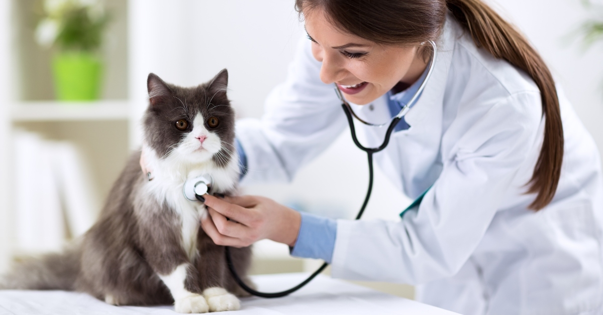persian cat with veterinarian doctor