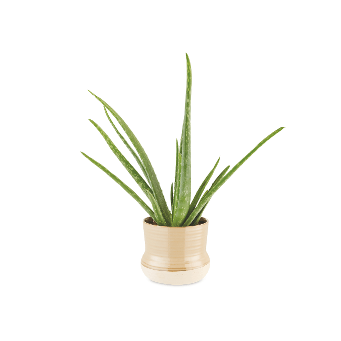 Aldi-Aloe Vera Plant