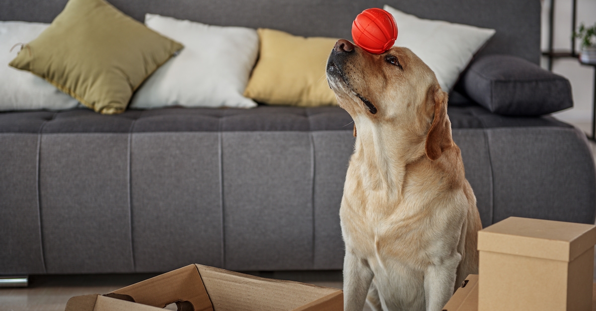A dog balances a ball on his forehead