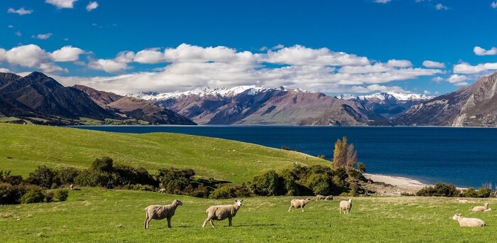 Sheep on a field near lake in New Zealand