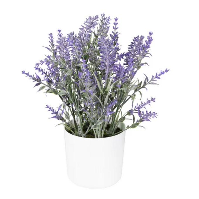 lavender-plant-walmart