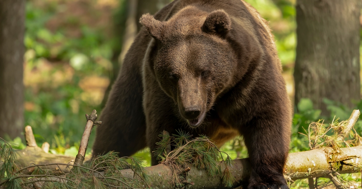 brown bear ursus arctos in its natural environment