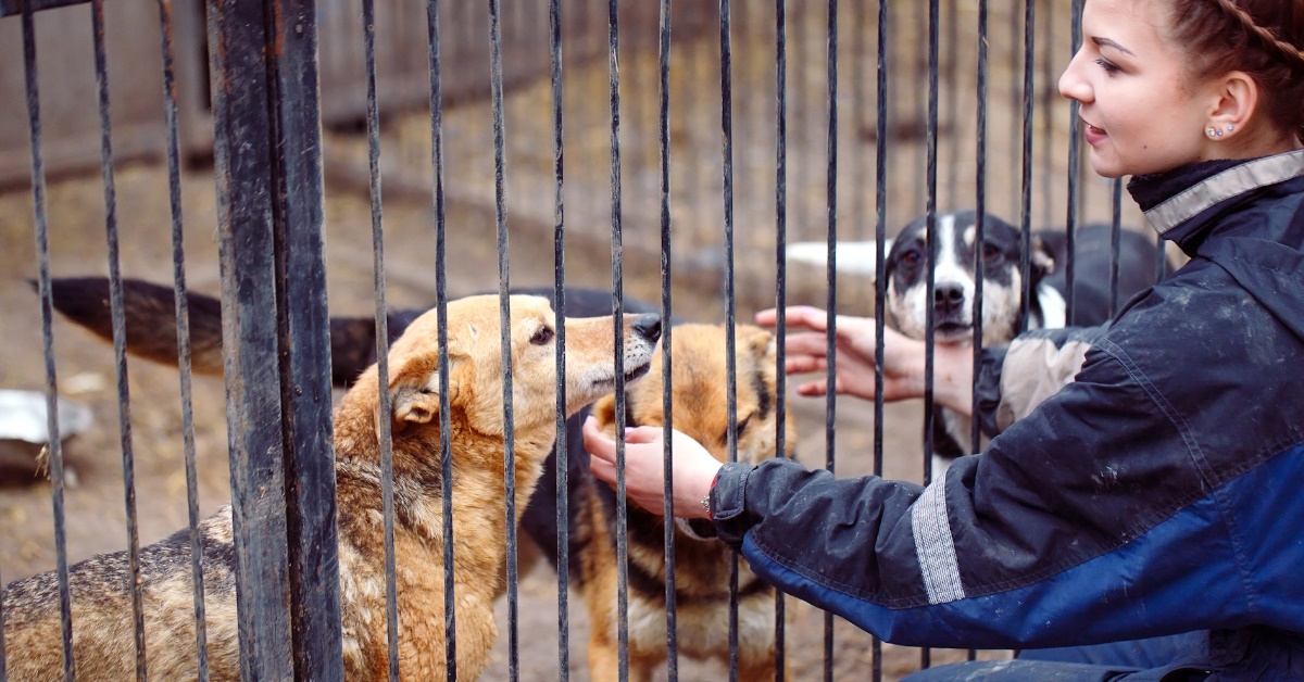 young girl offering volunteer services to pet dogs at a pet shelter
