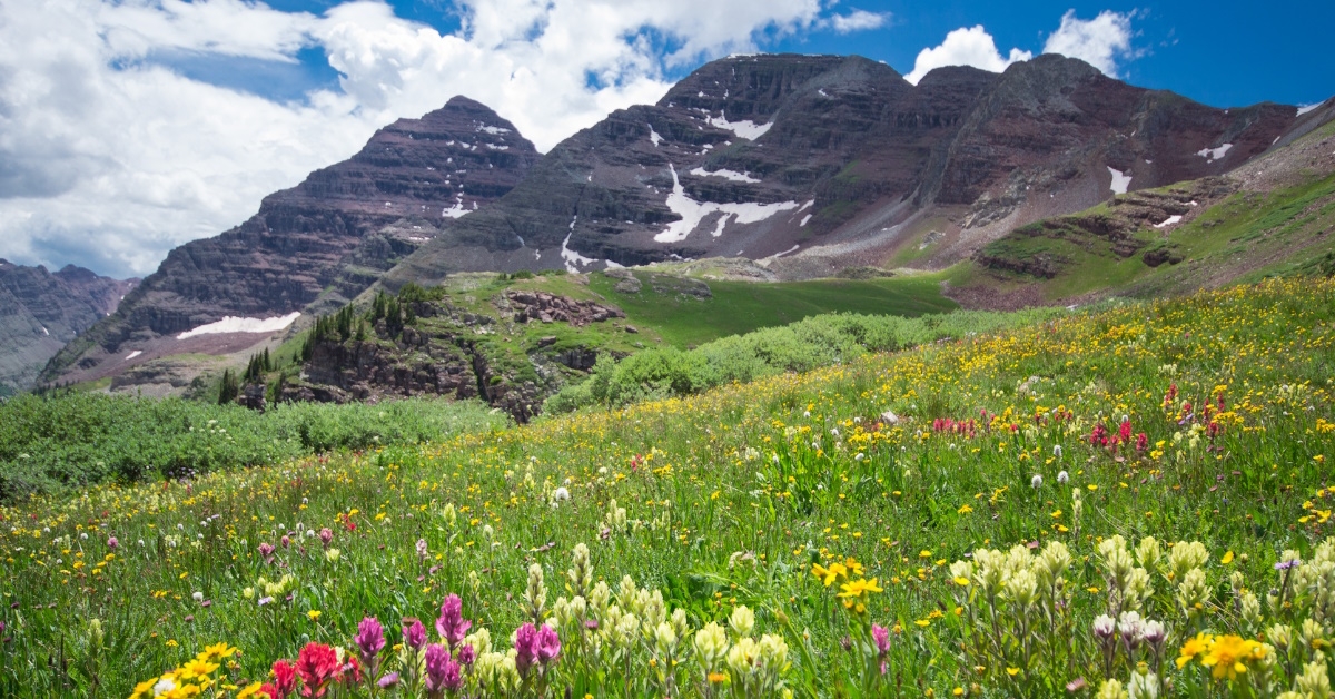 A beautiful view of Aspen Wilderness Flowers with icy mountains in the background