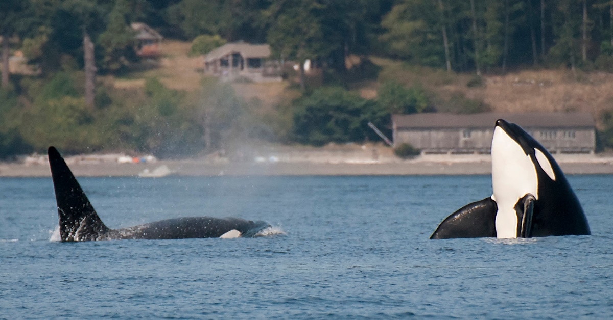 orca whales in san juan