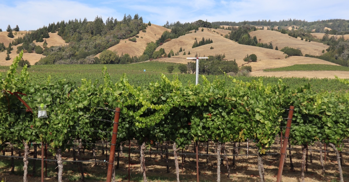 vineyard rows in mendocino county