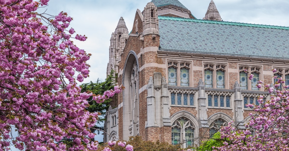 university of washington with beautiful cherry blossom trees during day time