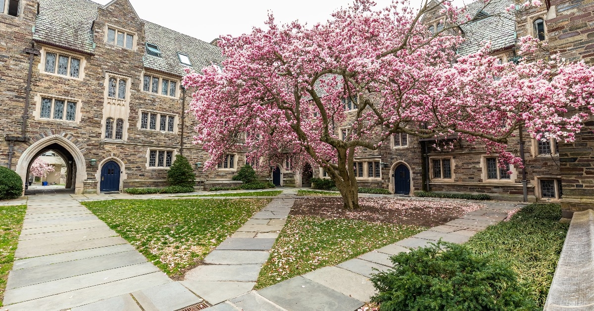 princeton university with no students and staff during COVID with cherry blossom trees during day time