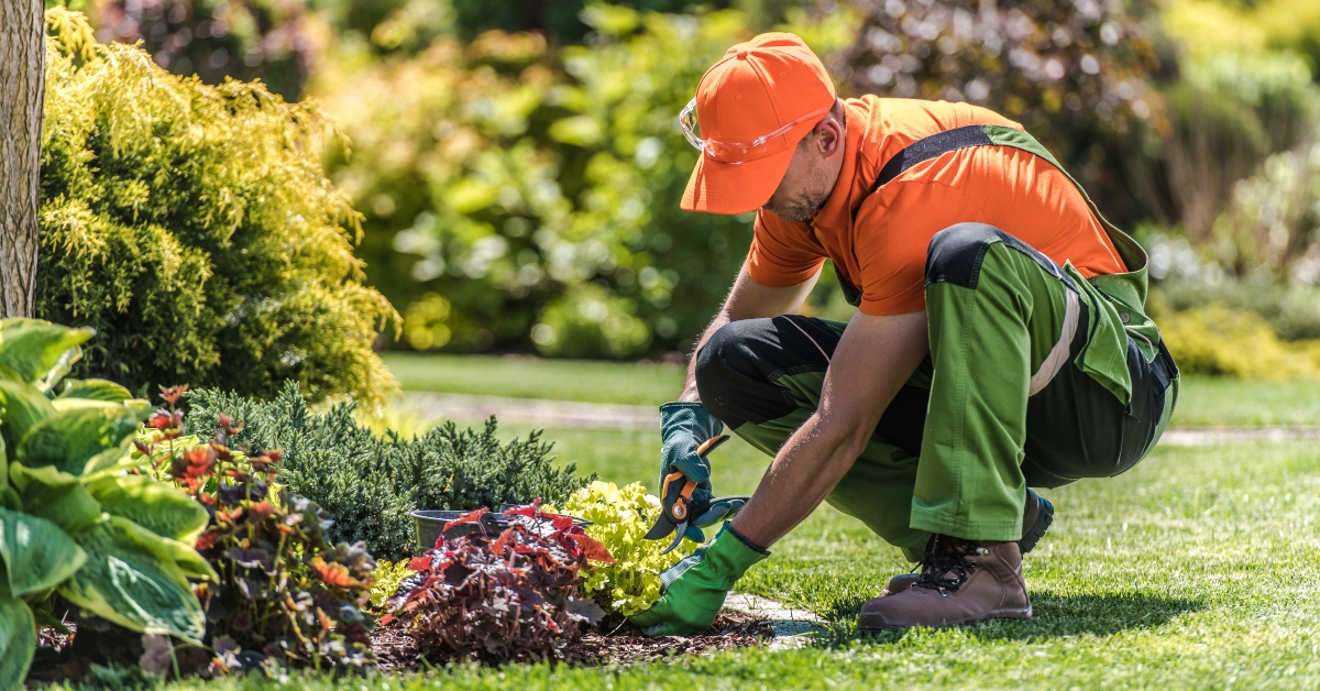 gardener pruning plants with garden scissors