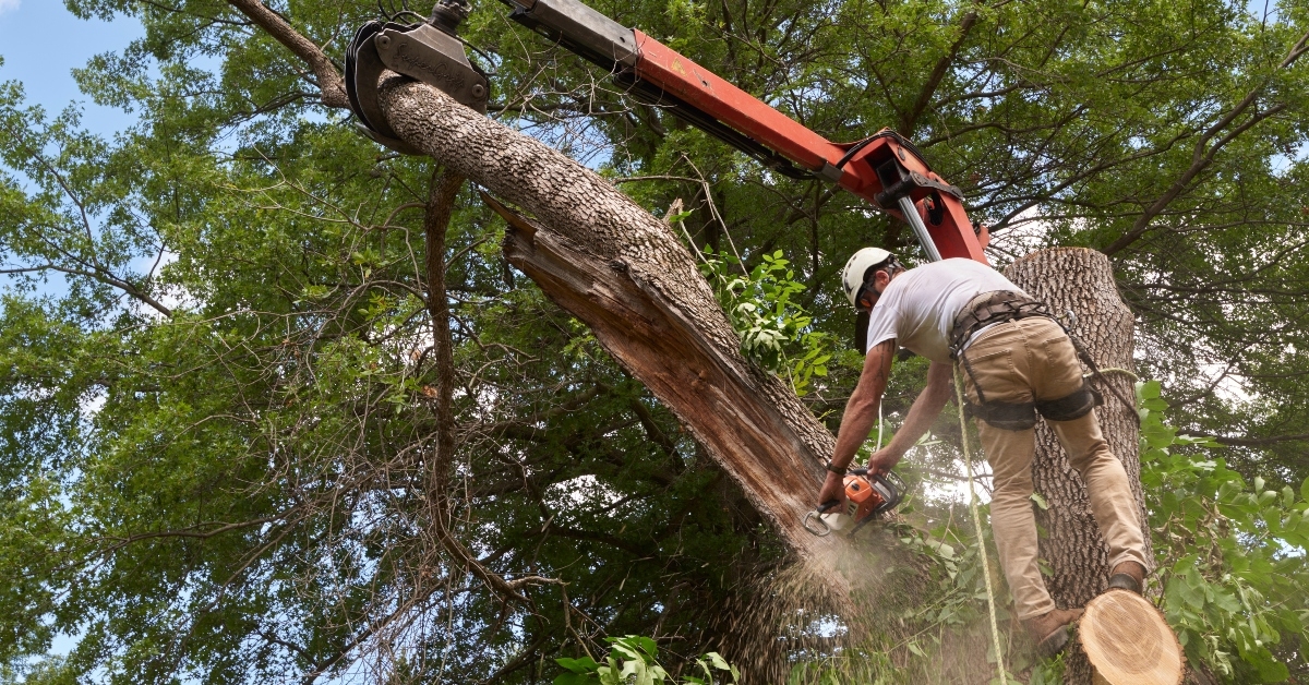 forestry worker