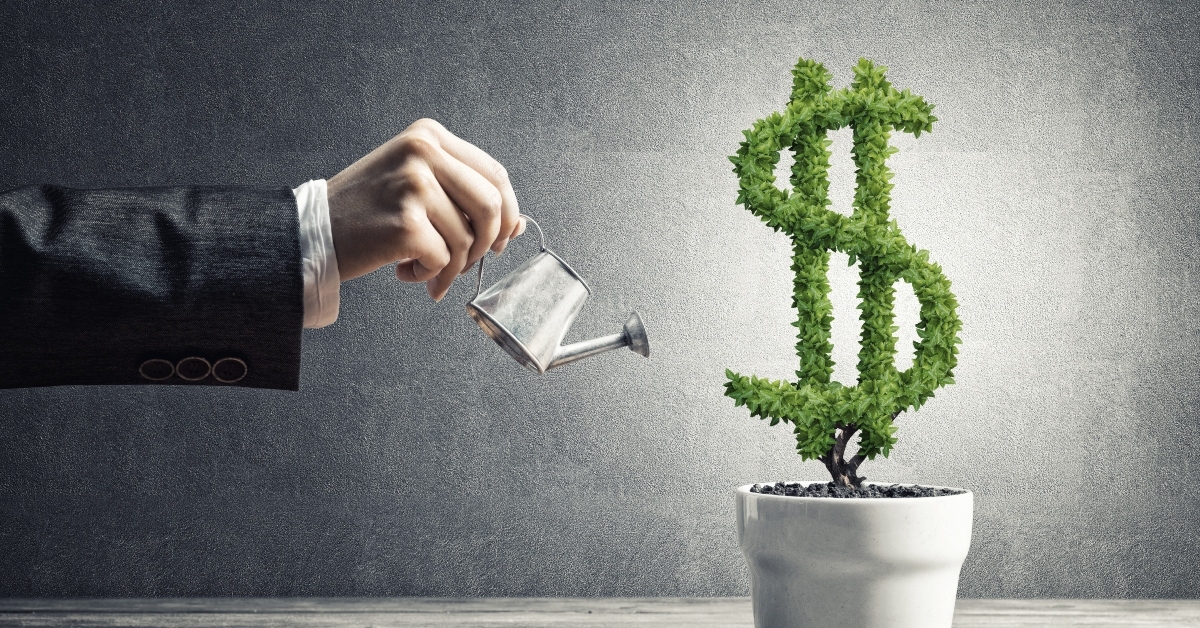 money tree in pot