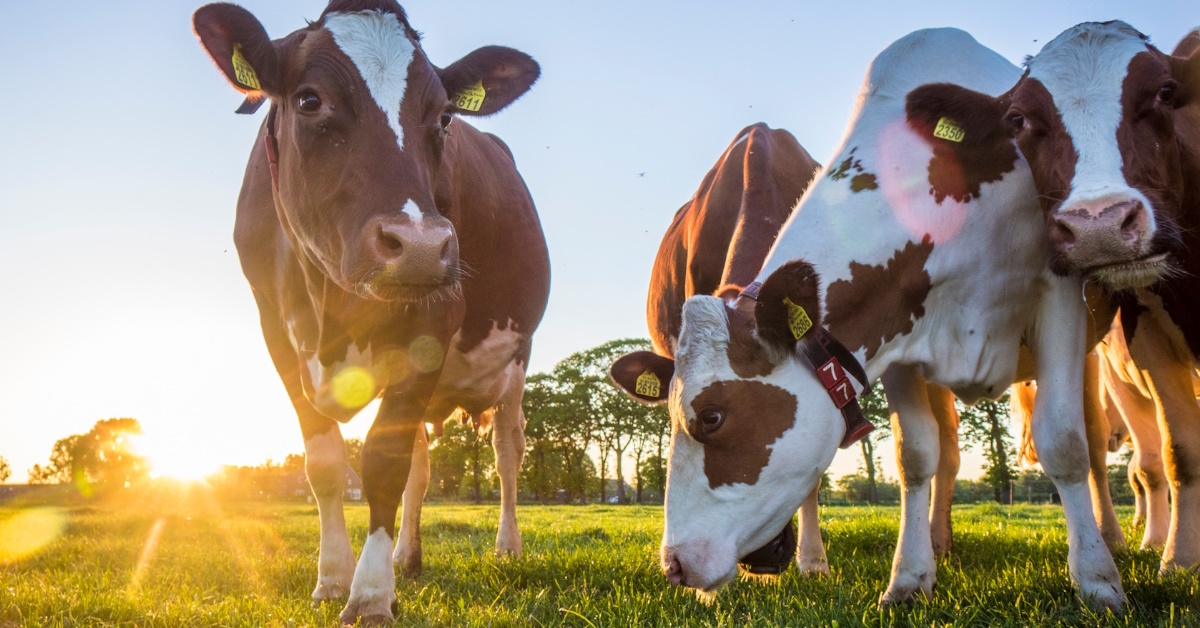 cows grazing over grass at sunset