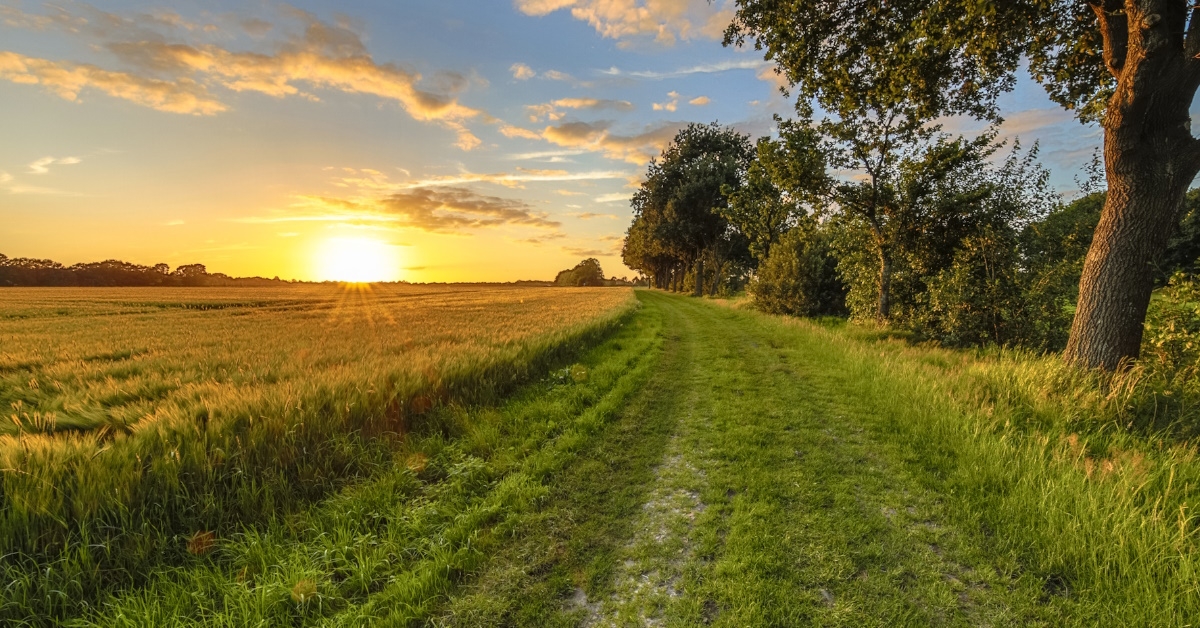 wheat field with oak trees
