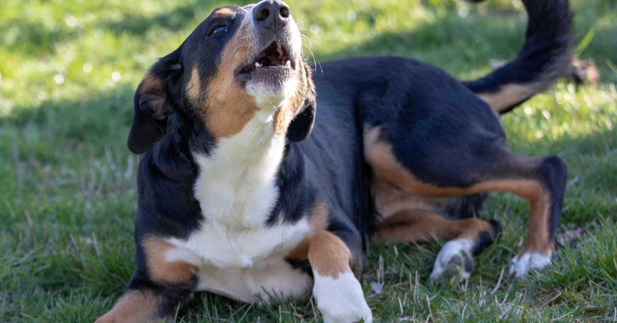 Dog barking