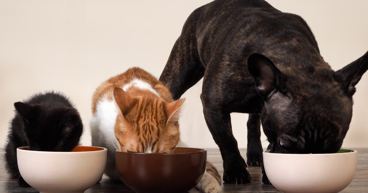 Dogs and cats eating