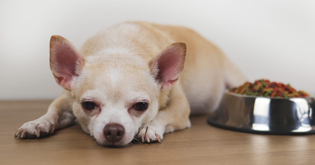 Dog next to food
