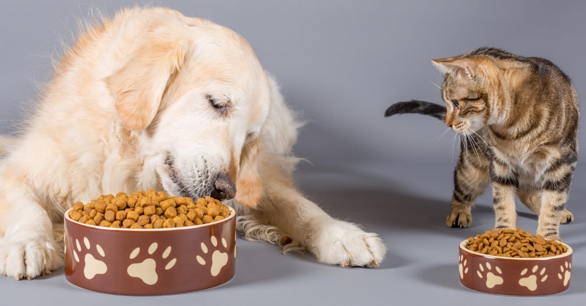 Dog and cat eating food
