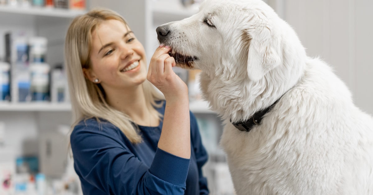 Vet offering dog a treat